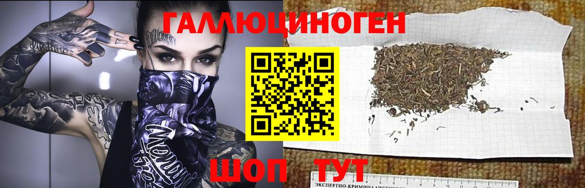 Псилоцибиновые грибы Psilocybe Новошахтинск